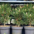 Borovica čierna (Pinus nigra) ´GREEN TOWER´ - výška 40-60 cm, kont. C5L 